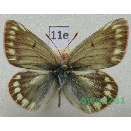 Colias tamerlana mongola Alphéraky, 1897 Russia11e